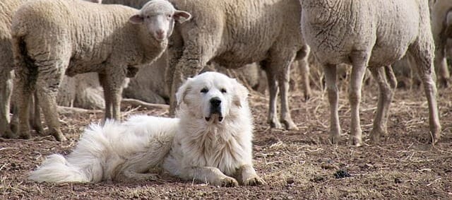 I'm Your Huckleberry